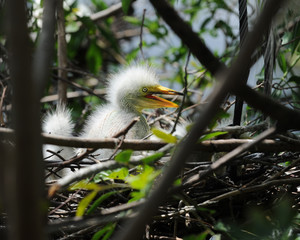 Perky Egret Chick