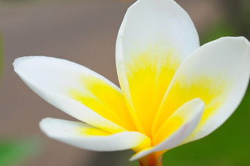 close up beautiful frangipani (plumeria)