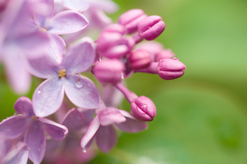 Naklejka na ściany i meble Lilac in the garden