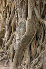 The head of Buddha at Wat Mahathat in Ayutthaya, Thailand.