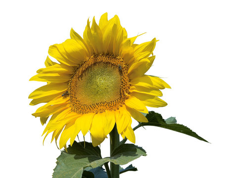 Ripe bright sunflower isolated on a white background