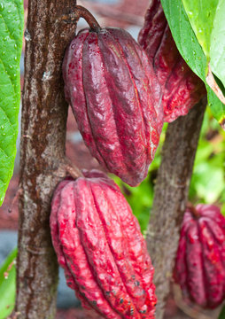 cacaoyer