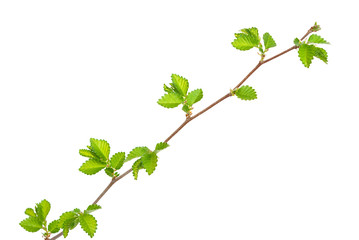 Branch of elm tree with spring buds on white background