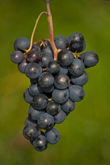 rote Weintrauben