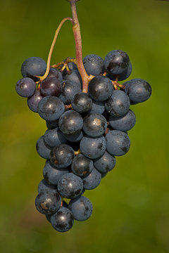 rote Weintrauben
