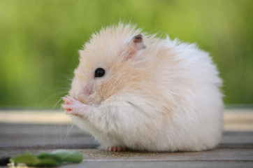 Hamster for a walk