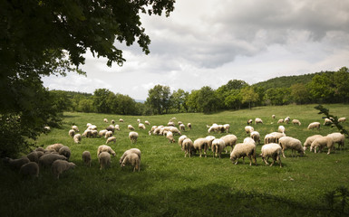 Obraz premium Shheps in Tuscany