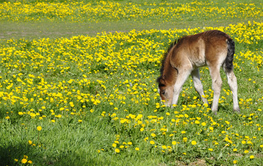 Foal in field surrounded by dandelions in spring