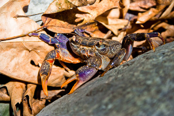 crab