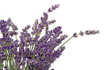 Lavendel-Blüten