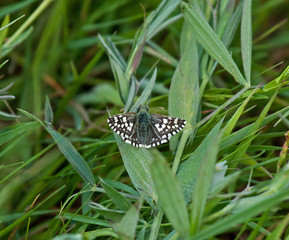Grizzled Skipper Butterfly