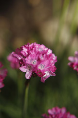Armeria