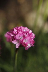 Fototapeta premium Armeria