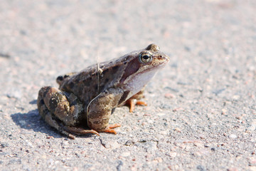 frog