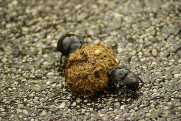 SCARABEO STERCORARIO