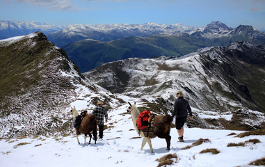 Trekking with llamas - Lama-Trekking