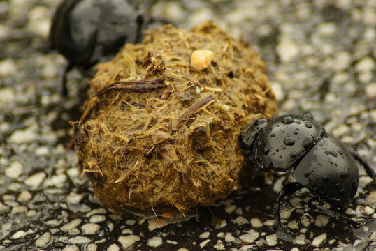 SCARABEO STERCORARIO