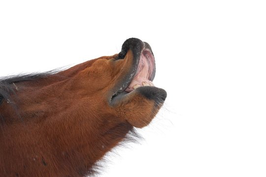 Flehmen