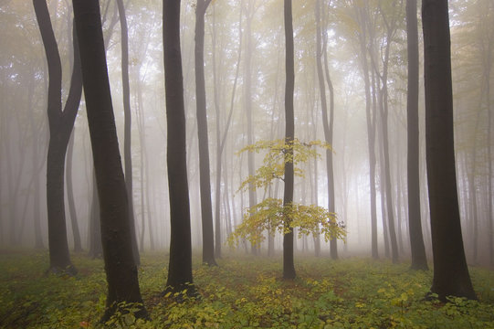 isolated tree in a misty colorful forest at autumn