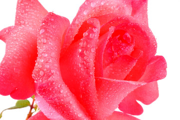 Rose et rosée