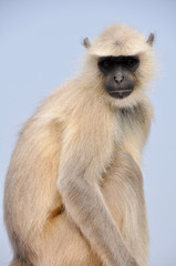Fototapeta premium Monkey
