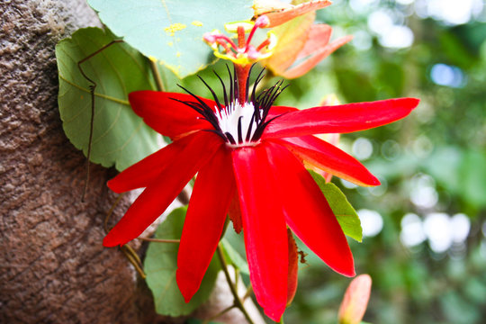 Flowers & Plants, Landscape, macro