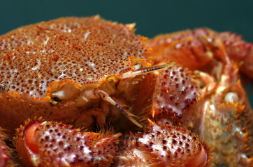 毛ガニ/黒バック