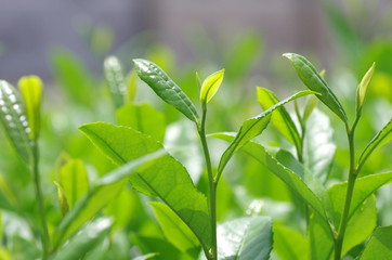 お茶の新芽