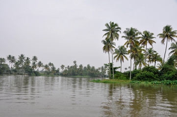 Fototapeta na wymiar Palms along canals and lakes in Kerala, India