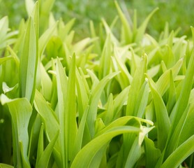 Nature comes to life after the long winter