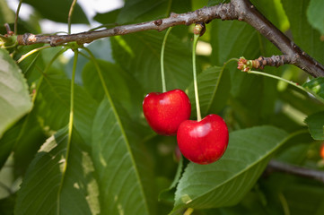 Obraz premium sweet cherry