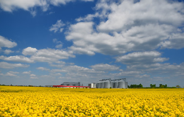 Yellow rape seed field with silos © carpathian