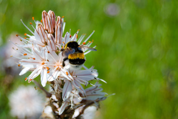 Bumblebee on a white flower