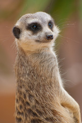 Suricate
