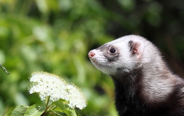 furet