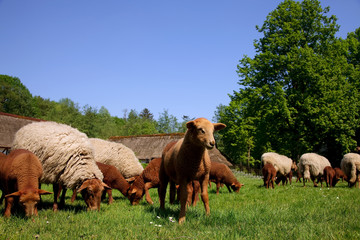 Obraz premium Newborn lamb and sheep in meadow.