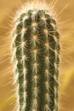 cactos
