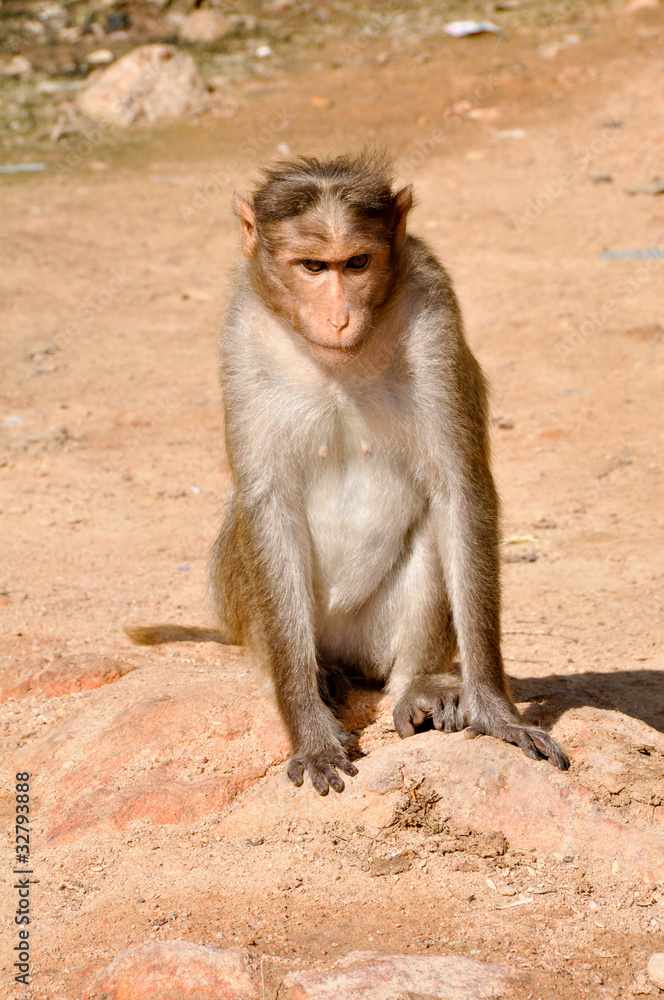 Wall mural Monkey