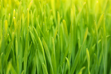 Wheatgrass Close-Up of fresh green leaves.