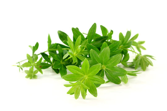 Waldmeister
