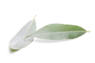 Silber-Weide (Salix alba) Blätter auf weißem Hintergrund