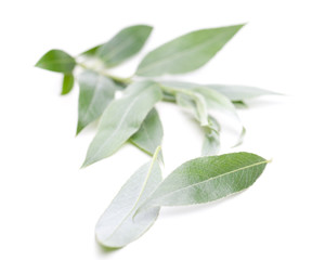 Silberweide (Salix alba) Zweig auf weißem Hintergrund