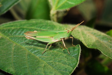 soja, tucura, saltamontes, langosta, plaga, insecto, bicho, verde, hojas, planta, tallo