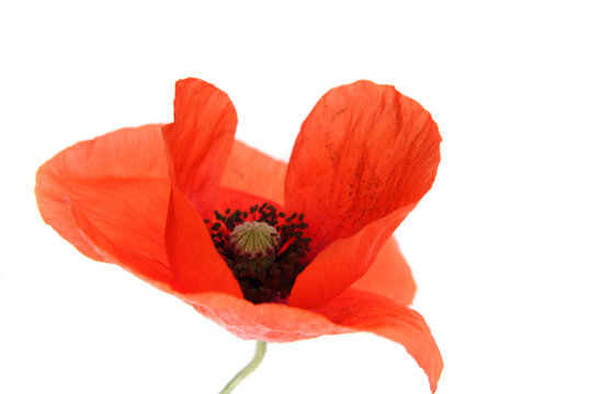 mohn
