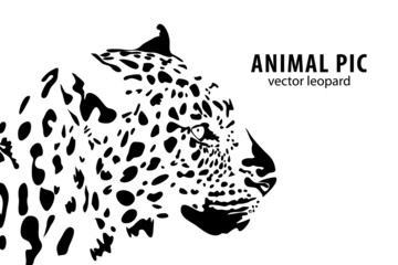 leopard - 32795410