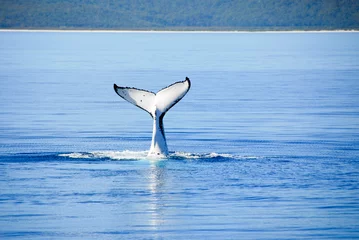 Poster Im Rahmen Humpback Whale in Hervey bay, Queensland, Australia © Noradoa
