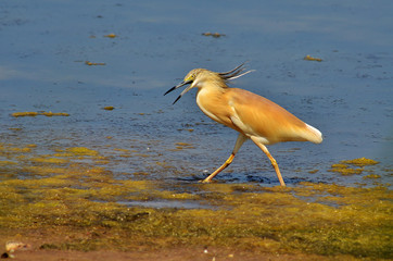 airone sgarza ciuffetto arrabbiato con il fotografo