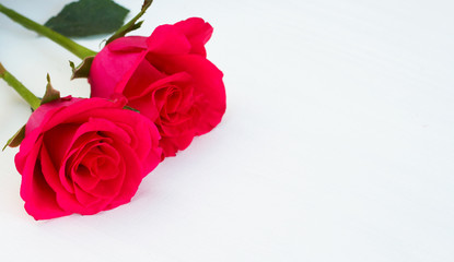 Fototapeta premium Two pink roses on light background