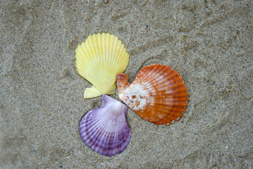 ракушки на песке