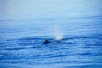 Fototapeta premium Ballena jorobada en Hervey bay, Australia